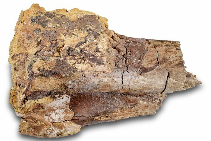 Fossil Dinosaur (Triceratops) Partial Scapula Bone - Wyoming #265597